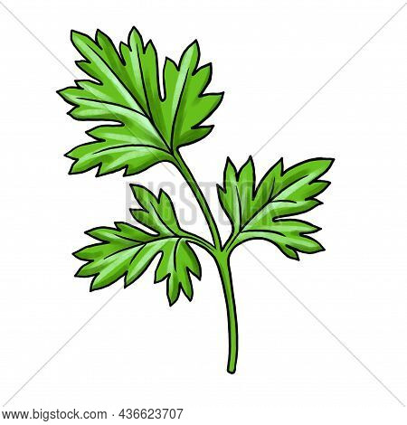 Drawing Leaf Of Coriander, Chinese Parsley Isolated At White Background, Hand Drawn Illustration