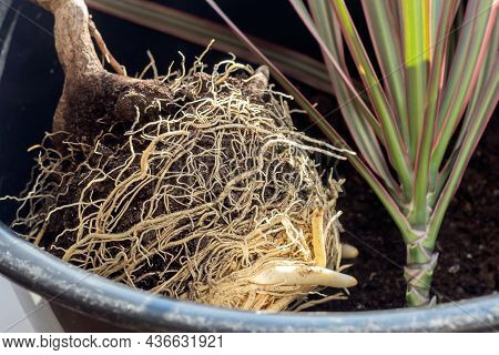 Dense Branched Root System Of A Houseplant Dracaena, Transplanted Into A New Nutrient Soil.