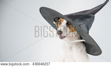 Jack Russell Terrier Dog In Witch Hat Holding Chicken Paw For Casting Spells On White Background.