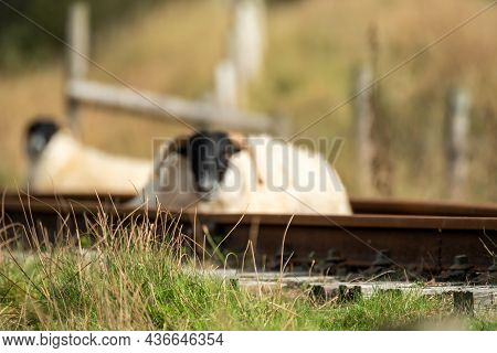 Grass With Blurry Group Of Sheep Resting On Railway Line In The Background In Fintown - Ireland