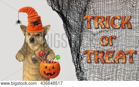 A Beige Dog In A Hat With Spiders Holds A Pumpkin Bucket With Sweets For Halloween. White Background