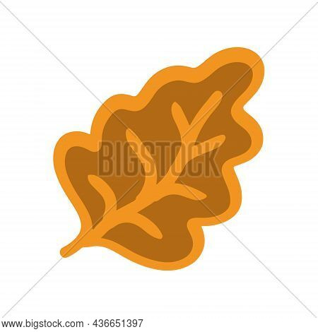 Oak Tree Leaf In Color On A White Background