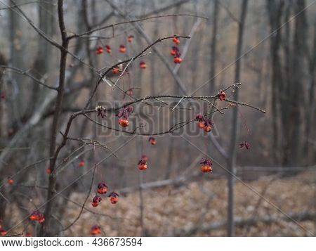 Pink And Red Fruits Close Up Of Euonymus Europaeus Shrub In Winter.