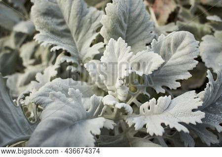 Beautiful Silver Dust Cineraria Maritima In The Garden, Autumn Time, Closeup. Natural Background Of 