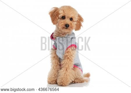 little caniche dog wearing a cloth, looking at the camera and sitting on white background