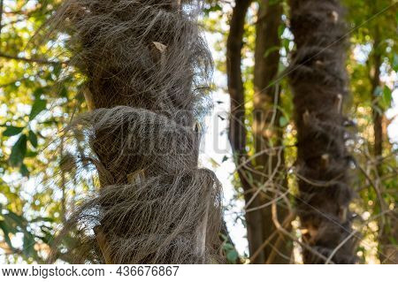Close-up Of The Fibrous Material Of A Trachycarpus Fortunei - Commonly Known As A Chinese Windmill P