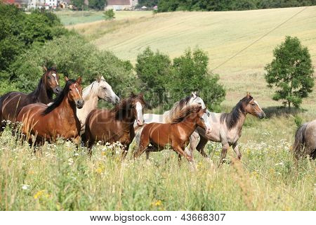 Kudde van het runnen van paarden
