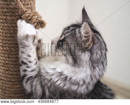 Beautiful Funny Grey Cat With Brown Scratching Post In Home