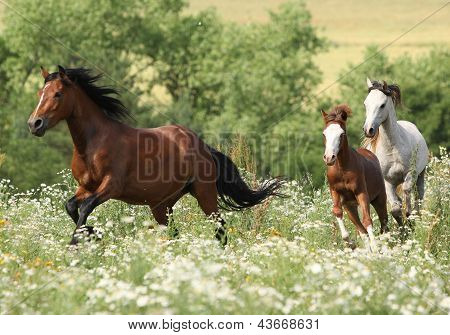 Kudde van paarden die