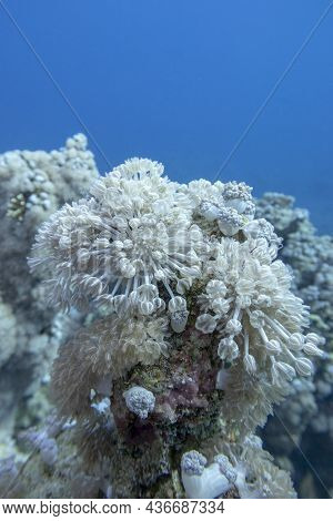 Colorful Coral Reef At The Bottom Of Tropical Sea, Pulsating Xenid Coral, Underwater Landscape