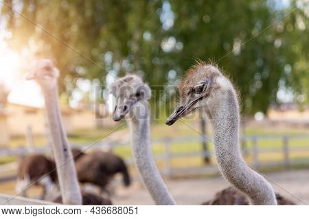 Many Big African Ostrich Birds Walking In Paddock With Wooden Fence On Poultry Farm Yard Against Blu