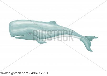 Sperm Whale Or Cachalot As Aquatic Placental Marine Mammal With Flippers And Large Tail Fin Closeup 