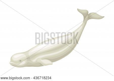 Beluga Whale As Aquatic Placental Marine Mammal With Flippers And Large Tail Fin Closeup Vector Illu