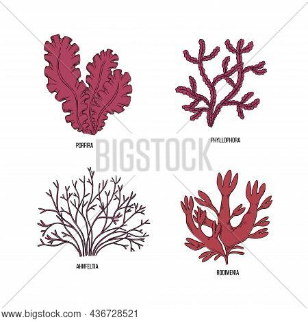 Sketch Brown Algae On White Backdrop. Vector Drawing Illustration. Line Art