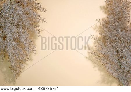 Dry Pampas Grass Reeds On The Beige Background.  Flat Lay Dry Reeds  Top View. Reed Plume Stem New T
