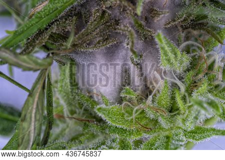 Detail Of A Cannabis Plant Affected By Fungi Isolated On White