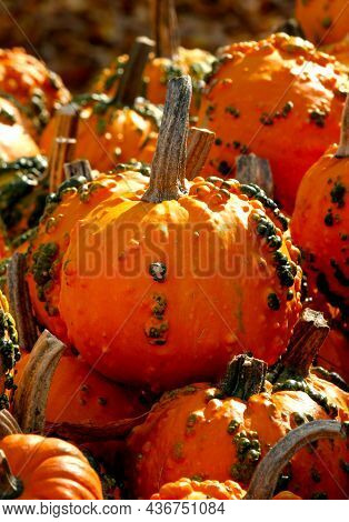 Knucklehead Pumpkin Among A Large Grouping Of Other Knucklehead Pumpkins