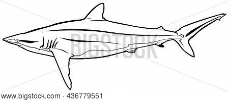 Silky Shark (carcharhinus Falciformis) - Black Drawing Illustration Isolated On White Background, Ve