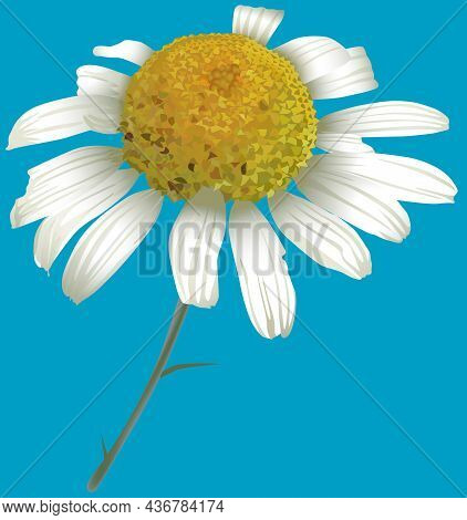 Chamomile Flower (matricaria Chamomilla) - Colored Illustration Isolated On Blue Background, Vector