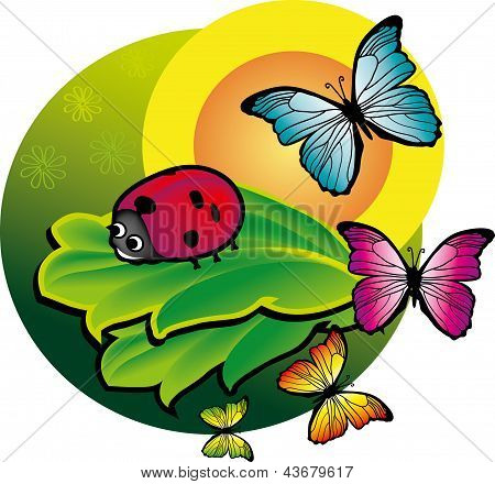 coccinella