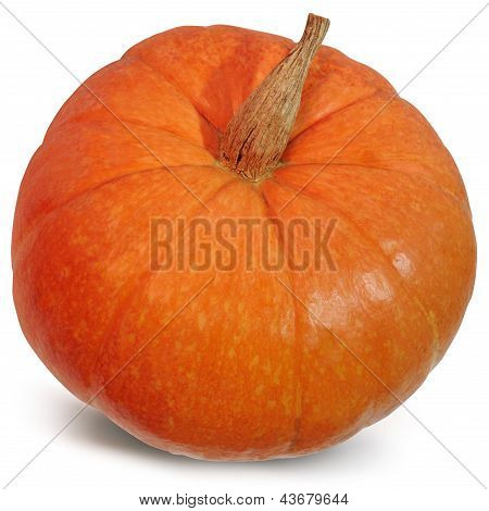 Grande zucca su sfondo bianco