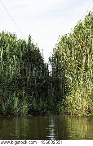 Growth Of The Small Island Of Bur Rush Plant Closing The Passage Way On The Lake. Indigenous People 