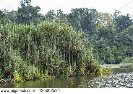 A View Of The Pandanus Helicopus Or Locally Known As Rasau Tree. Selective Focus Points