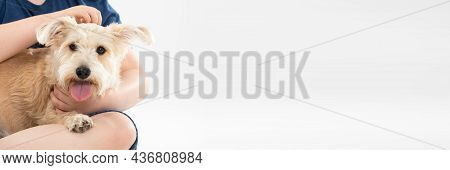 A Shaggy Dog In The Arms Of A Child Who Is Stroking It. Close Up View. Panoramic Frame. The Subject 