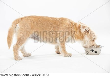 A Multiracial Dog Drinks Water From A Bowl. Isolated From The Background. White Background.