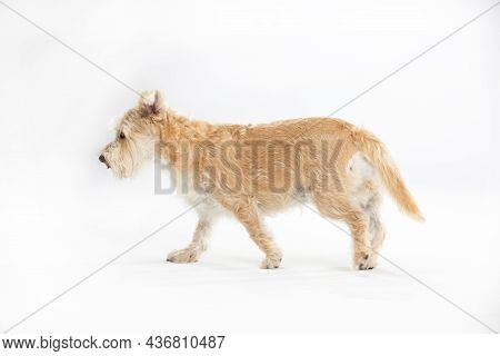 A Multi-racial Dog Walks On A White Background Completely Isolated From The Background.