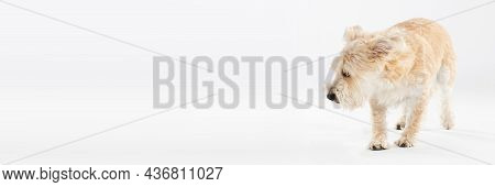 Panoramic Frame. Multiracial Small Dog Walks Hesitantly On White Background. Isolated From The Backg