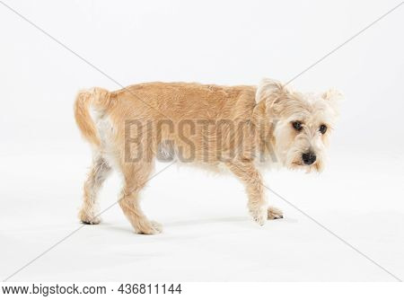 A Multi-racial Dog Walks On A White Background Completely Isolated From The Background.