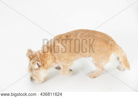 A Light Brown Dog Sniffs And Looks For Clues In A White Room. View From Above. Isolated From The Bac
