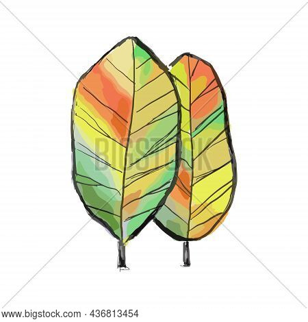 A Colored Autumn Tree On A White Background.
