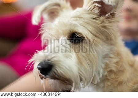 The Dog In The Foreground And The People In The Background, The Son And The Mother.
