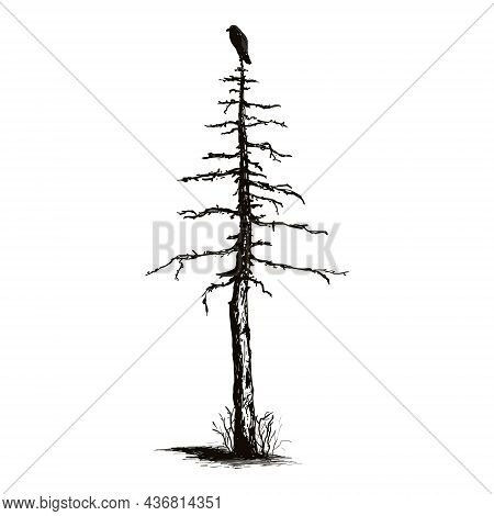 Dry Spruce And Raven On A White Background.