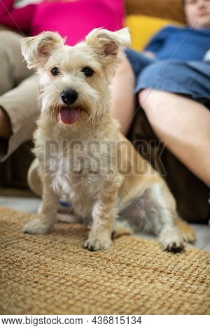 The Dog Sits On The Living Room Floor With Its Ears Moody And Staring Ahead.