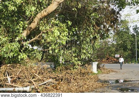 Kolkata, West Bengal, India - 28th May 2020 : Super Cyclone Amphan Uprooted Tree Which Fell And Bloc
