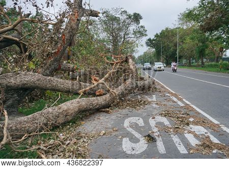 Kolkata, West Bengal, India - 25th May 2020 : Super Cyclone Amphan Uprooted Tree Which Fell And Bloc