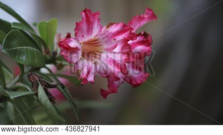 Adenium Obesum Or Desert Rose Flower With Green Leaf. Pink Flower Of Adenium Obesum (desert Rose; Im
