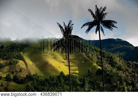 View Of The Beautiful Cloud Forest And The Quindio Wax Palms At The Cocora Valley Located In Salento