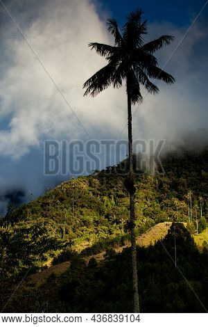 View Of The Beautiful Cloud Forest And The Quindio Wax Palms At The Cocora Valley Located In Salento