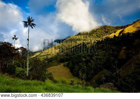 View Of The Beautiful Cloud Forest And The Quindio Wax Palms At The Cocora Valley Located In Salento