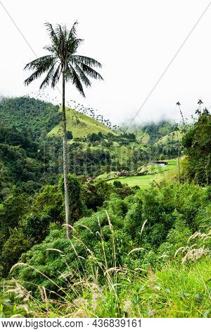 View Of The Beautiful Cloud Forest And The Quindio Wax Palms At The Cocora Valley Located In Salento