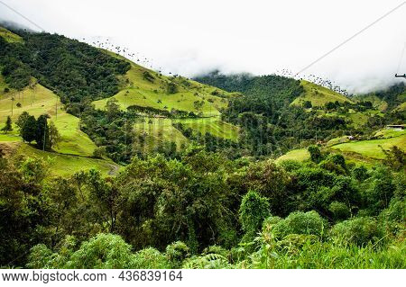 View Of The Beautiful Cloud Forest And The Quindio Wax Palms At The Cocora Valley Located In Salento