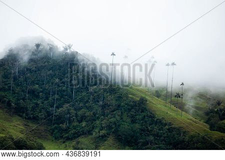 View Of The Beautiful Cloud Forest And The Quindio Wax Palms At The Cocora Valley Located In Salento