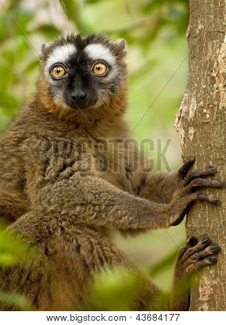 Fotocamera timido