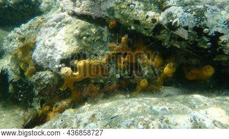 Yellow Tube Sponge Or Golden Sponge, Aureate Sponge (aplysina Aerophoba) Undersea, Aegean Sea, Greec