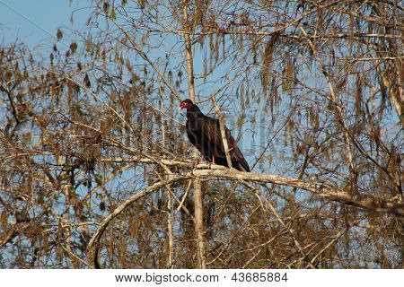 vultures