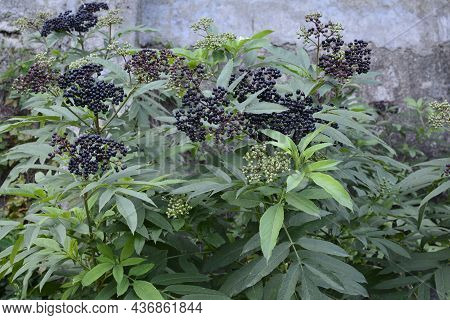 Sambucus Ebulus (elderberry) Fruits.black Danewort (sambucus Ebulus) Berries Close-up